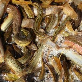 泥鰍滑液 泥鰍滑液