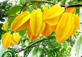 化州紅楊桃 化州紅楊桃