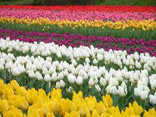 玫瑰谷風光（1）