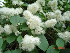 被毛腺柄山礬 被毛腺柄山礬