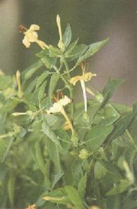 鼓首花頭 鼓首花頭