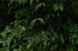 少花新樟 少花新樟