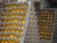 盧瓦河谷葡萄酒 盧瓦河谷葡萄酒