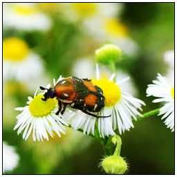 斑青花金龜 斑青花金龜