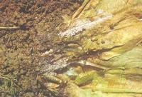 藥用植物萵苣小核盤菌軟腐病 藥用植物萵苣小核盤菌軟腐病