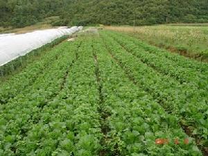 支嘎自然村[雲南省昆明盤龍區阿子營鄉下轄村]