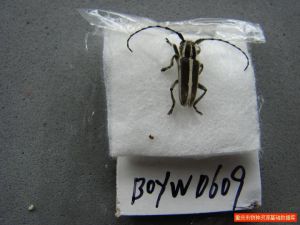 麻豎毛天牛 麻豎毛天牛