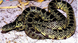 沙漠王蛇 沙漠王蛇