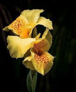 大花美人蕉[大花美人蕉]