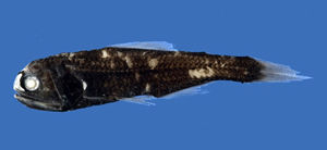 耀眼眶燈魚 耀眼眶燈魚