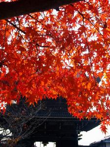 日本紅葉