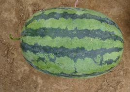 農科大六號 農科大六號