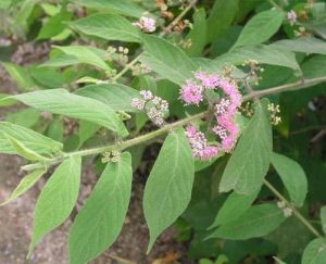 裸花草屬 裸花草屬