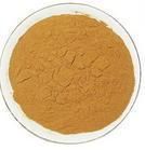 茅膏菜根 茅膏菜根