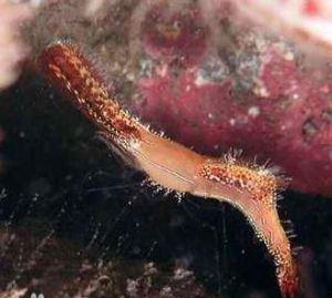 巴魯坦星蝦 巴魯坦星蝦