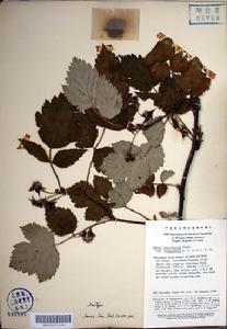 鄂西綿果懸鉤子