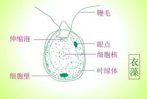 衣藻 衣藻