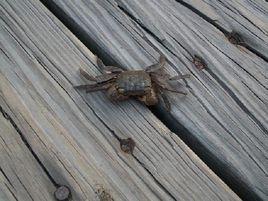 雕刻招潮蟹 雕刻招潮蟹