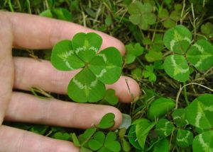 四葉苜蓿草
