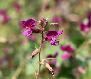 披針葉素馨 披針葉素馨
