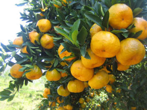 全南椪柑 全南椪柑