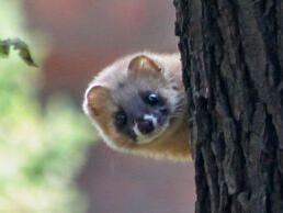 黃鼬指名亞種 黃鼬指名亞種