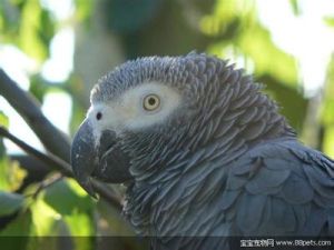 非洲灰鸚鵡指名亞種