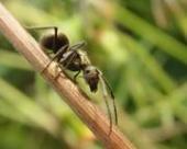 擬黑多刺螞蟻[野生擬黑多刺螞蟻]