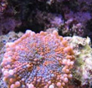 虎耳香菇珊瑚