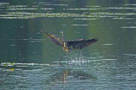 江曲孤鳧賦 江曲孤鳧賦