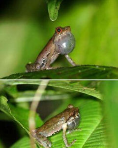 突肛角蟾 突肛角蟾