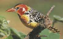 紅黃擬啄木鳥 紅黃擬啄木鳥