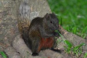 橙腹長吻松鼠南亞亞種