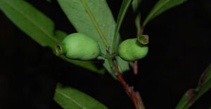 硬葉蒲桃 硬葉蒲桃