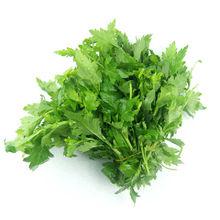 菊花腦[菊目菊科植物]