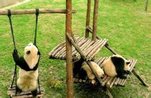 上海野生動物園動物的雜耍