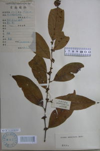 傘花木姜子 傘花木姜子