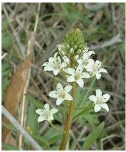 灰葉珍珠菜 灰葉珍珠菜