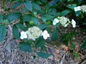 大果繡球 大果繡球