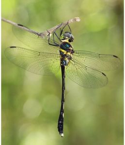 雙斑圓臀大蜓 雙斑圓臀大蜓