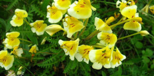 毛藥狐尾馬先蒿 毛藥狐尾馬先蒿