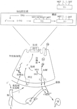 甲狀腺激素合成及代謝示意圖