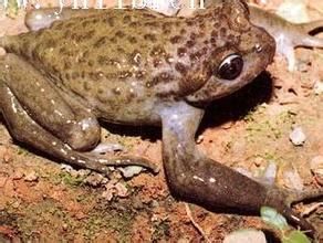 胸腺齒突蟾 胸腺齒突蟾