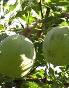 Xanthoceras Xanthoceras