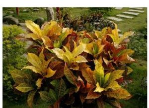 狹葉水蘚 狹葉水蘚