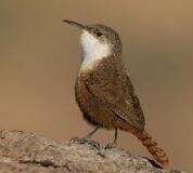 墨西哥鷦鷯屬 墨西哥鷦鷯屬