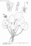 鑽絲小花苣苔