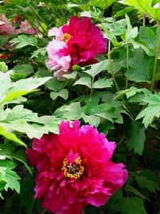 桃花爭春 桃花爭春