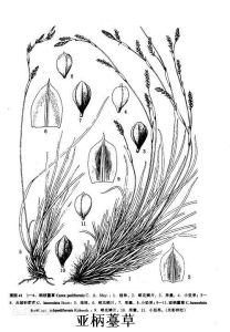 亞柄薹草 亞柄薹草