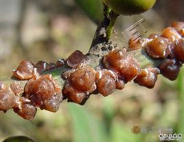 同翅目蠟蚧科 同翅目蠟蚧科